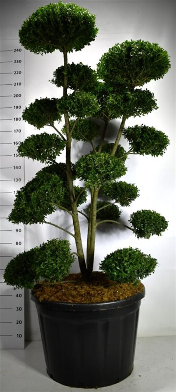 Ilex mutchagara - C180 160-180 cm. Bonsai